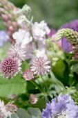 Astrantia and scabious in garden