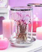 Christmas arrangement with pink cyclamen flowers