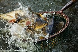 Freshly caught carp in a hand net