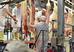 Butchers working in a slaughterhouse, Germany