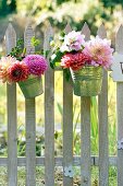 Dahlias in metal buckets decorating picket fence adjoining meadow