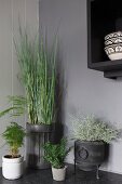 Various foliage plants in different pots against grey-painted wall