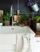 Spülbecken in der Küche dekoriert mit verschiedenen Pflanzen in Töpfen