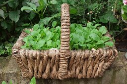 A roughly woven basket on a stone wall filled with bok choy seedlings