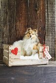 Dog in dog bed made from wooden crate decorated with heart and name tag