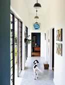 Dog in narrow corridor with pendant lamps and terrace doors