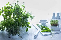An arrangement featuring a chopping board and pots of fresh kitchen herbs