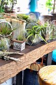 Air plants in various containers as balcony garden