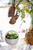 Miniature succulents in decorative suspended planter