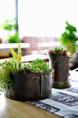 Metal containers decoratively planted with succulent son balcony table