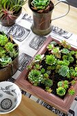 Various containers decoratively planted with succulents on balcony table