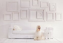 weiße Wand mit leeren Bilderrahmen, davor Sofa und Afghanischer Windhund