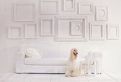 Empty picture frames on white wall above sofa and Afghan hound sitting on floor