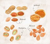 An arrangement of nuts featuring peanuts, walnuts, pistachios and almonds (illustrations)