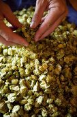 Checking hops umbels for a beer brewery (Germany)
