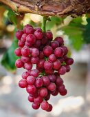 Californian grapes