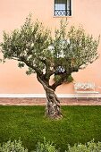 Old, gnarled olive tree in lawn in front of ornate, white, metal garden bench against apricot façade