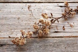 Sprig of dried flowers on wooden surface