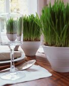 Green grass growing in white china bowls