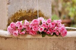 Pinkfarbene Rosen liegen in Steinbrunnen im Garten