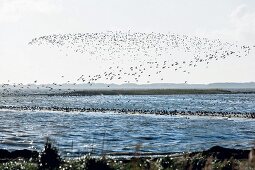 Zugvögel über einer Sandbank im Wattenmeer, Sylt