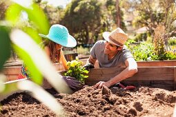 Girl and father planting the first plant in a raised bed