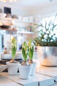 Hyacinths in three white-painted flowerpots; kitchen in background