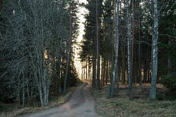 Path through the woods