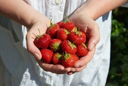 Hands holding strawberries