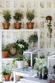 Small olive trees on plant shelf against wallpaper with botanical pattern