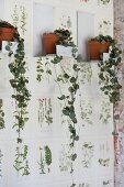 Trailing plants in terracotta pots on white metal brackets on wallpaper with botanical pattern
