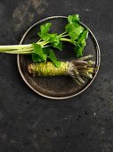 Frische Wasabi-Pflanze (japanischer Meerrettich)