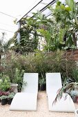 Designer sun loungers in front of palm trees in conservatory