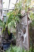 Stags' antlers mounted on wooden panel surrounded by palm trees in conservatory