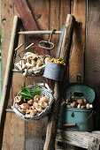 Verschiedene Sorten frisch geernteter Pilze in Körben & Gefässen