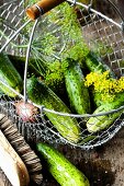 Pickling cucumbers being washed