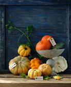Various pumpkins, some with labels, against a wooden wall