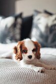 Kleiner Hund auf Bett