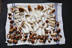 King trumpet, piopinni, maitake, shitake, oyster and matsutake mushrooms on a white tea towel