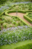 Beds of agapanthus and clipped hedges in geometric, relaxation garden