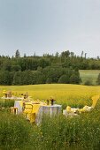 Festively set table in field of flowering rapeseed with view of green landscape