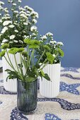 weiße und Grüne Chrysanthemen in Vasen auf Blau-weißer Tischdecke