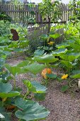 Idyllischer Bauerngarten mit Kürbispflanzen