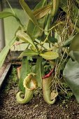 Monkey cups (Nepenthes)