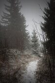 Snowy path through edge of wintry, misty woods