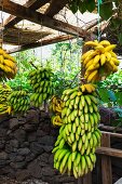 Bunches of bananas in Madeira (Portugal)