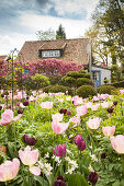 Tulips of various colours in spring garden with house in background