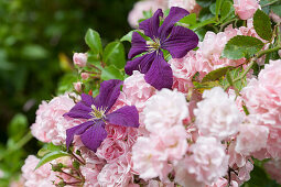 Crlematis und rosa blühende Kletterrose im Garten