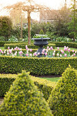 Formgarten im Frühling mit Tulpen und Buchsbüschen