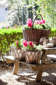 Baskets of pink hyacinths on picnic set
